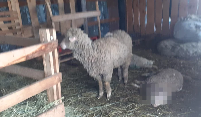 Sătenii nu știu ce să mai facă ca să își protejeze animalele FOTO Vremea Nouă