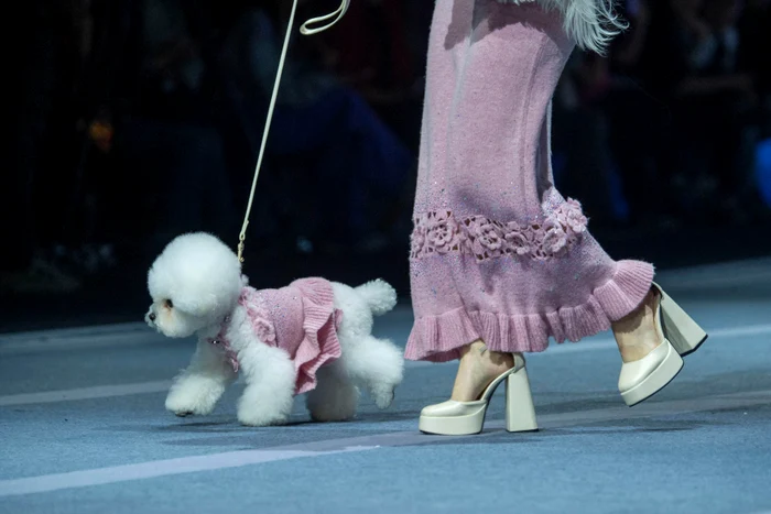 Câinii au purtat ținute în tendințe