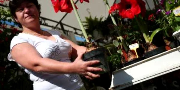 Craiova: Doljenii au cumpărat flori, cu plasele