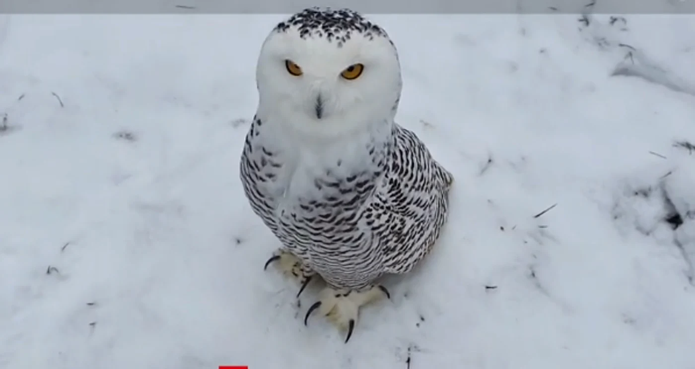 Bufnița polară Foto: captură observatornews.ro