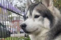 kobe husky jpg