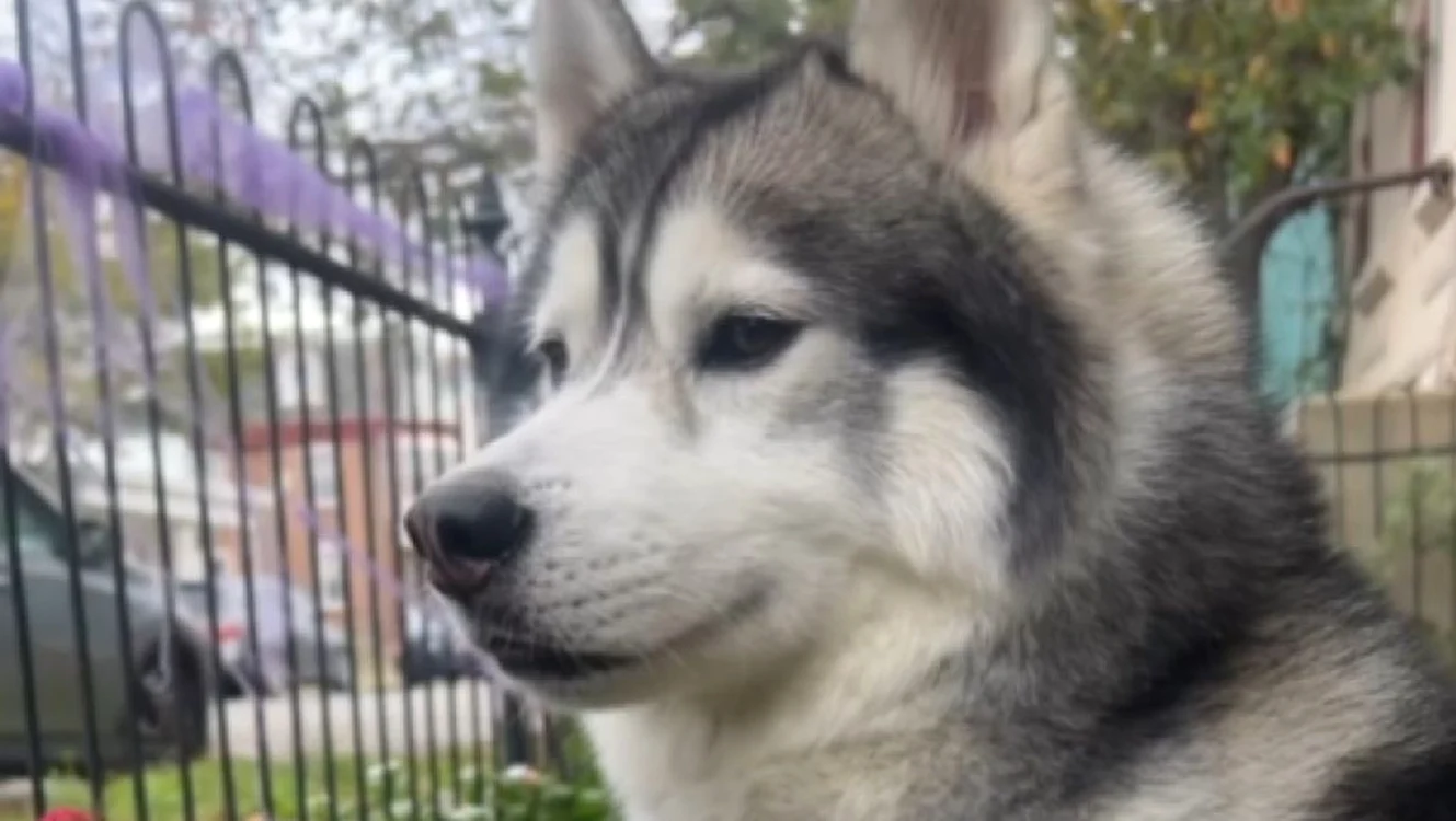 Câinele husky Kobe