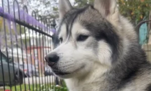 kobe husky jpg