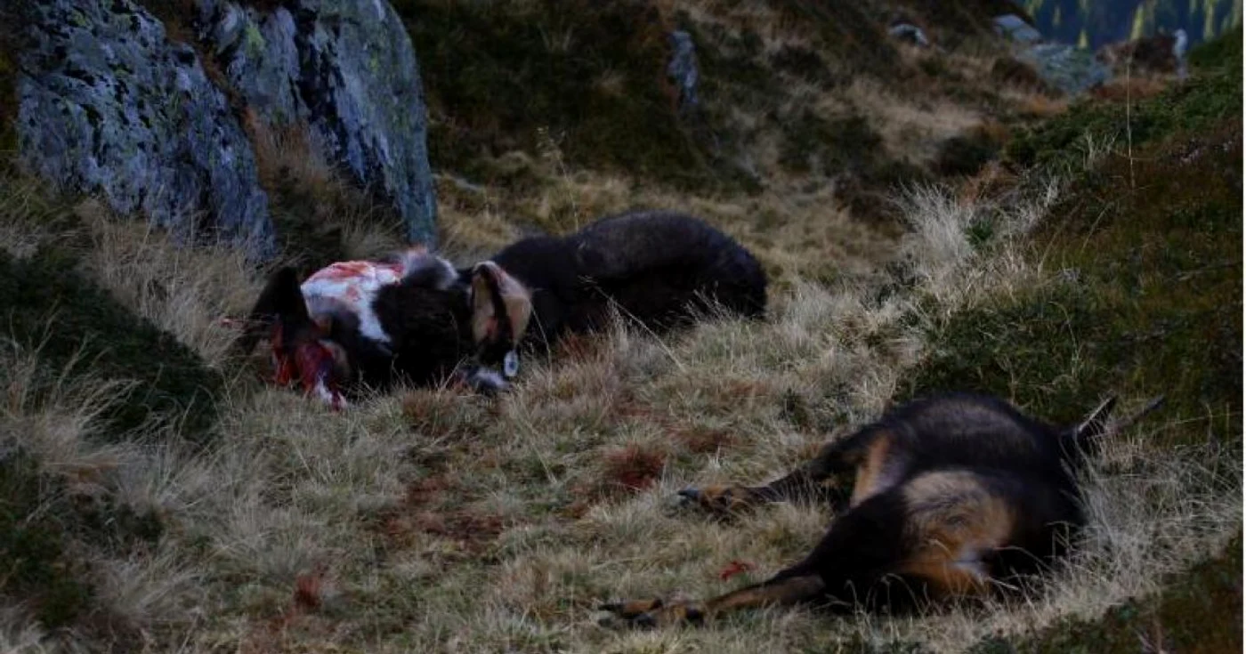 Caprele negre ucise de braconier au fost ridicate de pădurari, Foto: arhivă