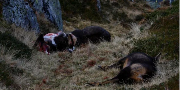 Caprele negre ucise de braconier au fost ridicate de pădurari, Foto: arhivă