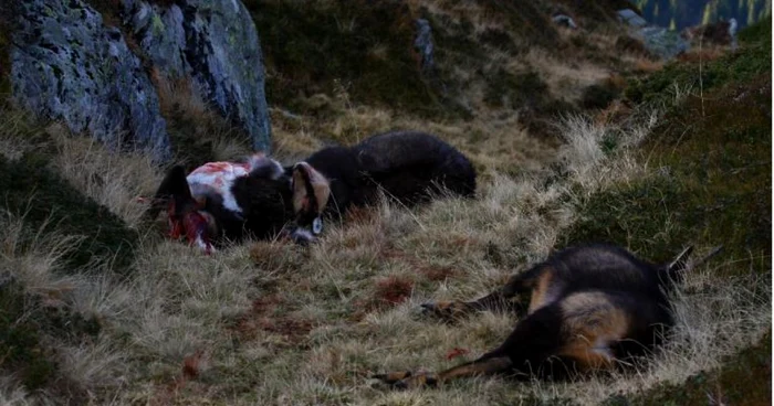 Caprele negre ucise de braconier au fost ridicate de pădurari, Foto: arhivă