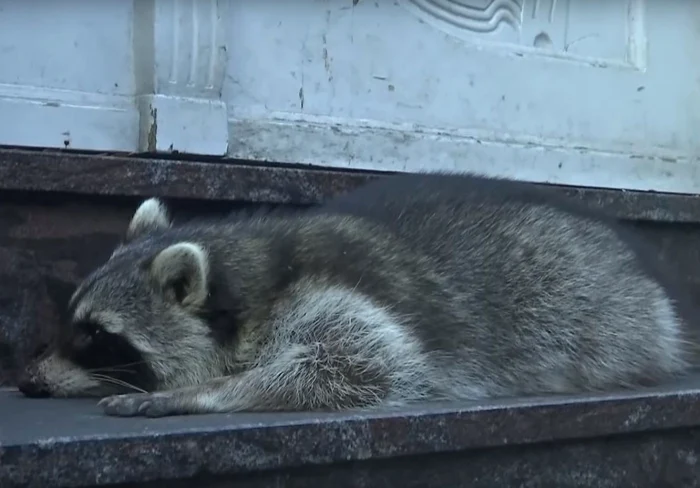 Ratonul beat a fost împuşcat mortal de un vânător FOTO captură YouTube