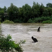 isu cautari FOTO ISU dambovita jpg