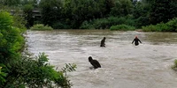 isu cautari FOTO ISU dambovita jpg