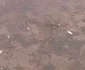 Pesti morti pe malul somesului