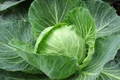 white cabbage 2705228 640 jpeg
