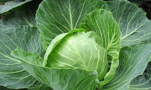 white cabbage 2705228 640 jpeg