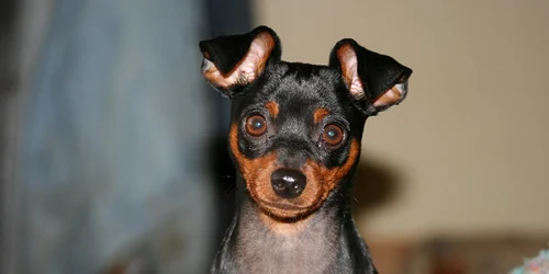 cainele pinscher pitic pret FOTO animalutul.ro