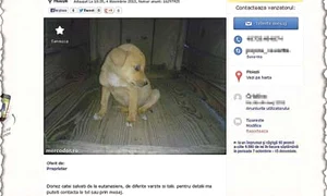 Cei doi câini s au suit pe un Cielo, pe  care l au făcut praf, şi au sărit să o atace  pe femeia care a trecut prin faţa lor (Fotografii: Florin Şuler/arhivă personală) jpeg