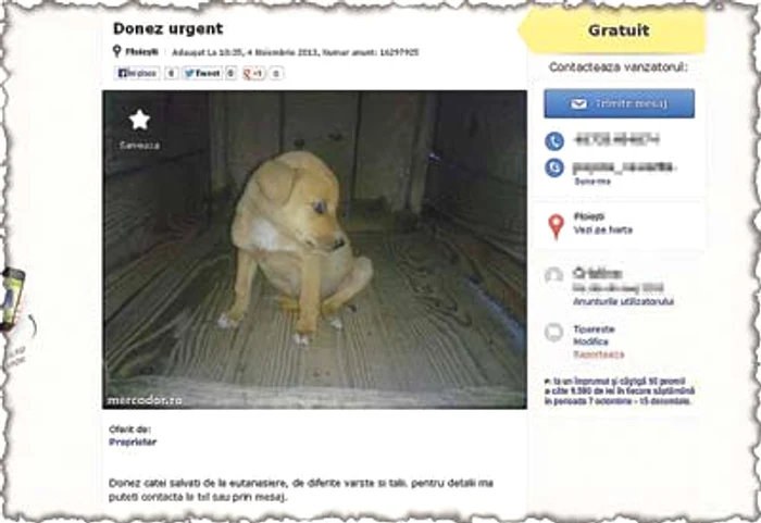 Cei doi câini s-au suit pe un Cielo, pe  care l-au făcut praf, şi au sărit să o atace  pe femeia care a trecut prin faţa lor (Fotografii: Florin Şuler/arhivă personală)