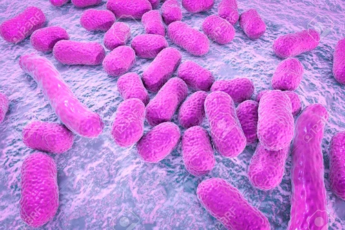 Ce este acinetobacter jpeg