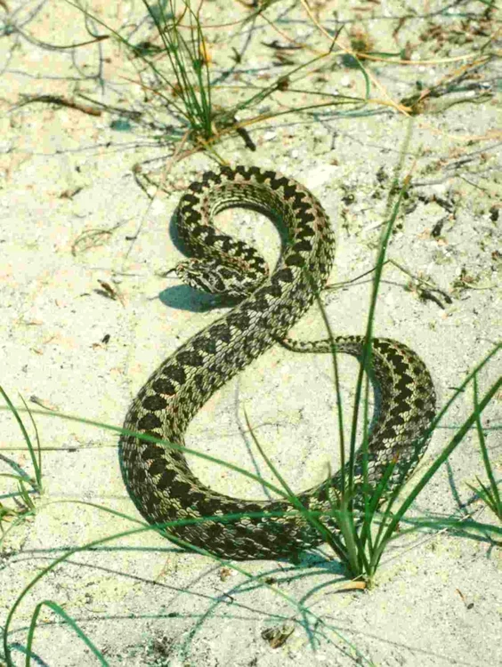 Vipera de stepă FOTO ARBDD