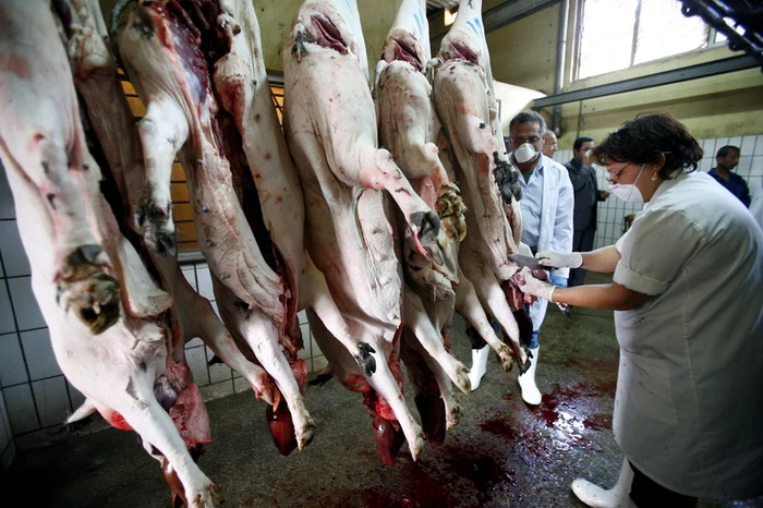 Pandemia de gripă porcină din 2009-2010 a dus și la sacrificarea, doar în România, a sute de mii de porciFoto: EPA-EFE