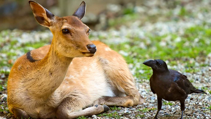 Un corb şi mai multe căprioare din Nara Park s-au împrietenit. Fotografii: Profimedia