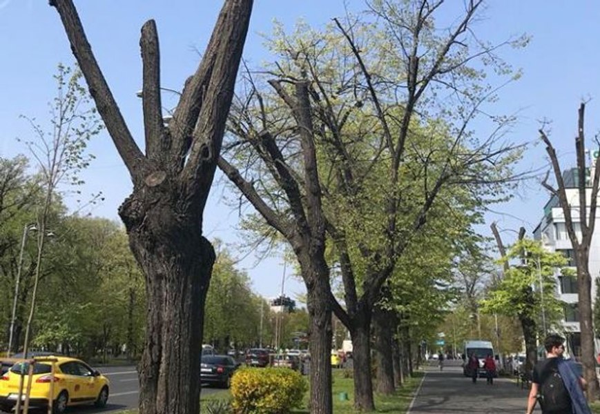 Nicuşor Dan estimează că municipalitatea va ajunge la zi cu emiterea avizelor de toaletare a copacilor în câteva luni
