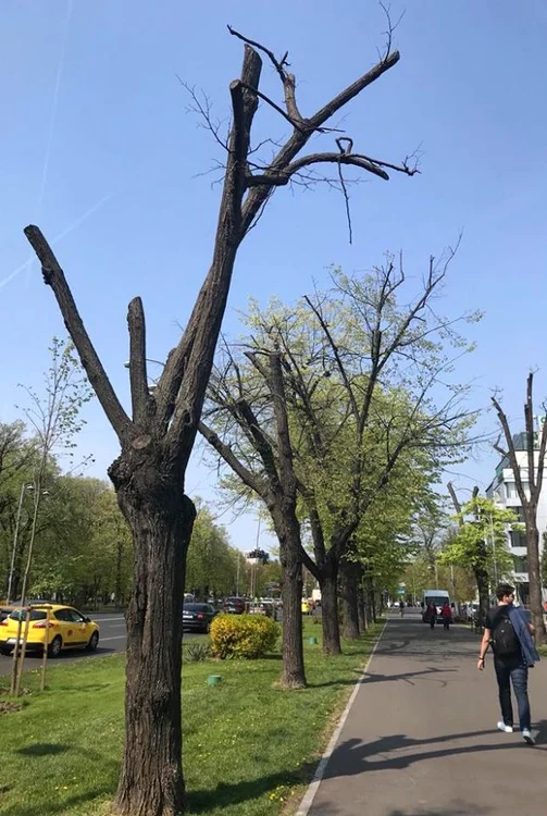 Copaci uscati in Bucuresti FOTO Facebook