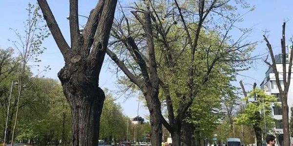 Copaci uscati in Bucuresti FOTO Facebook 