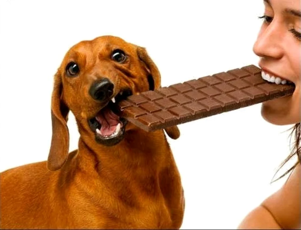 De ce nu au voie câinii ciocolată: două substanţe din compoziţia ciocolatei le pot fi fatale câinilor FOTO: yummypets.com