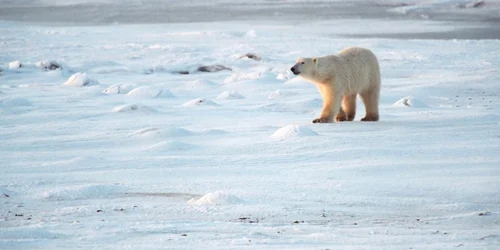 Urşii polari sunt afectaţi de alopecia - căderea părului - iar oamenii de ştiinţă nu ştiu de ce