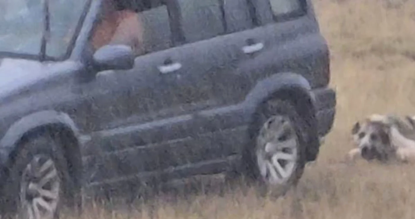 Câinele chinuit de cioban a supraviețuit. FOTO: Captură video