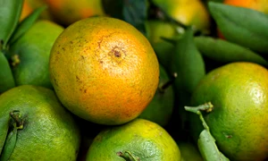 tangerine 8886641 1280 jpg