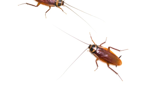 gândaci de bucătărie jpeg