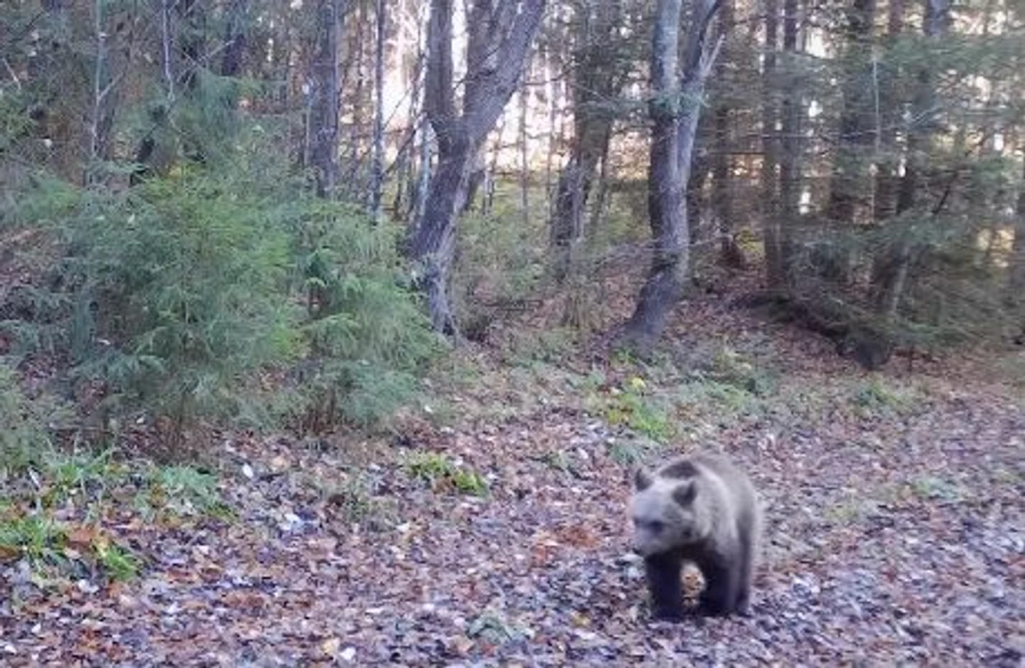 Un urs a dat atacul la o stupină din comuna Căpreni Foto: Arhivă
