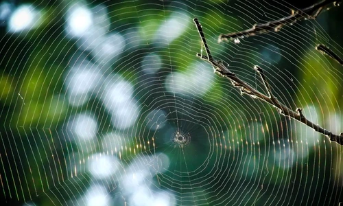 1 67964 original jpg jpeg