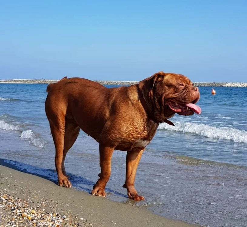 Turiştii vor putea veni pe plajă însoţiţi de animalele de companie FOTO M.I.