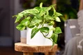 pothos istock jpeg