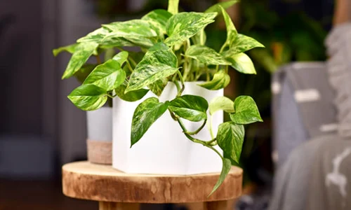 pothos istock jpeg
