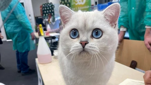 Nexus este cel mai frumos motan din Europa / foto: Felisromania