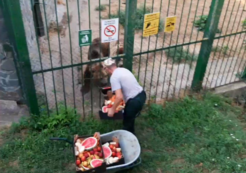 Meniu special anti-caniculă la Zoo. Urșii și tigrii siberieni primesc înghețată, fructe și legume și au parte de dușuri răcoroase VIDEO