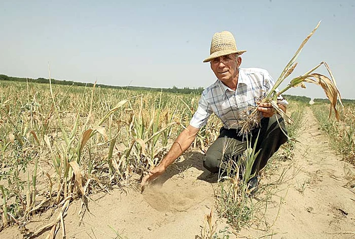 Iași. Porumbul trebuia să aibă 70 cm înălţime, la această dată