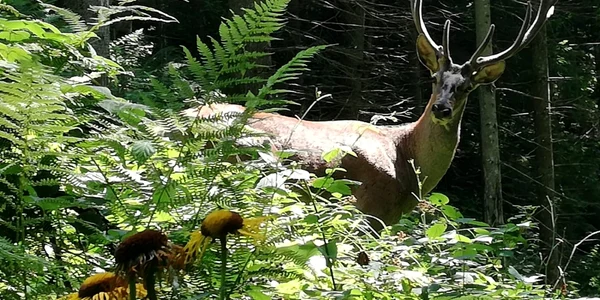 parc calimani RNP 