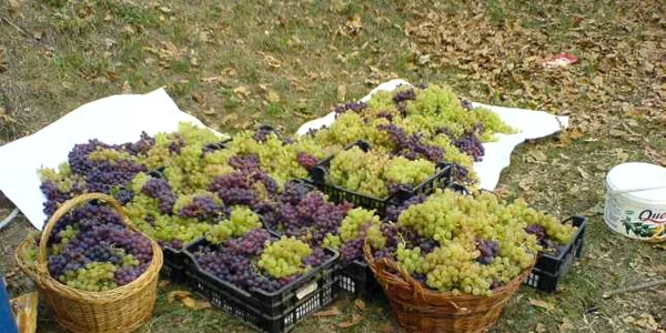 Struguri Vrancea