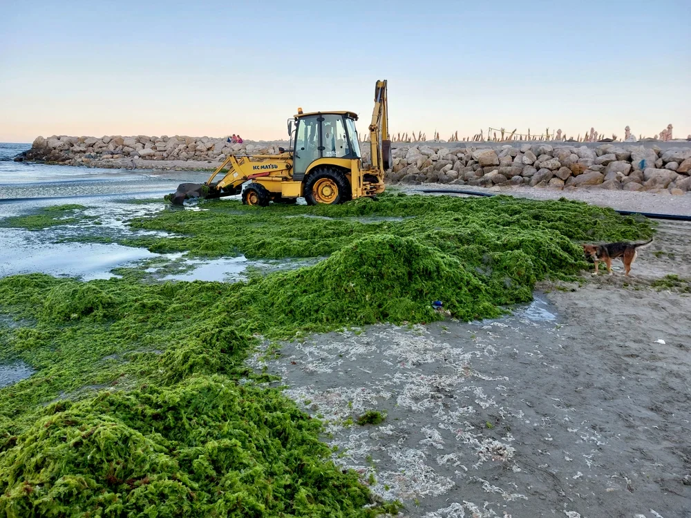Lucrătorii Apelor Române adună algele în fiecare seară. Sursa foto: Apele Române Dobrogea-Litoral