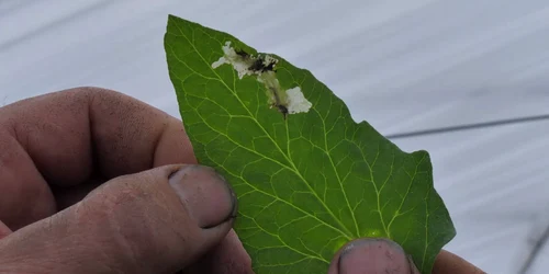 tuta mp4 thumbnail png