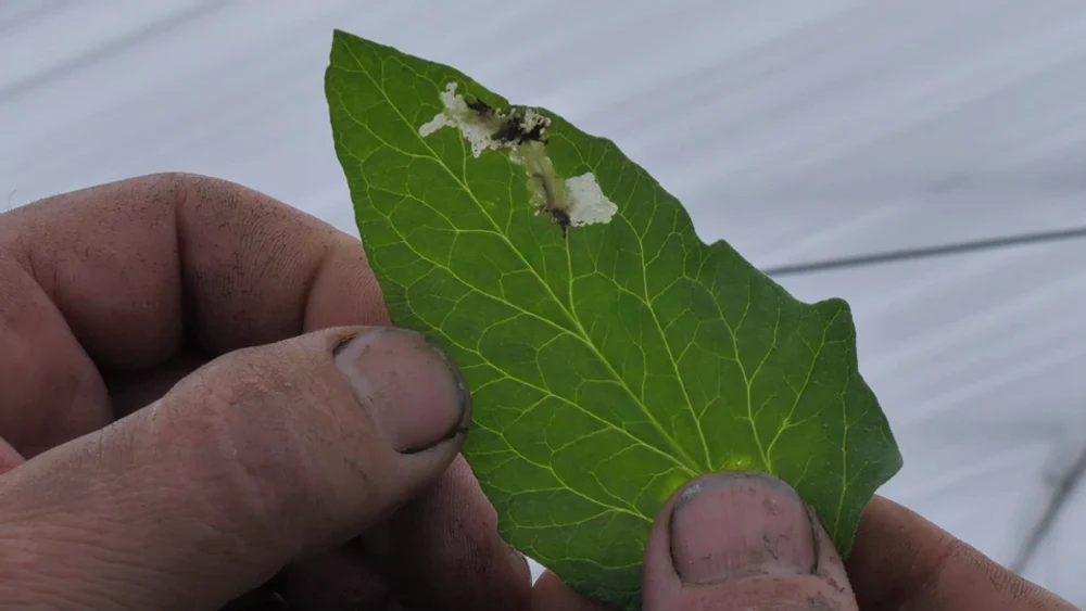 Urgia Tuta Absoluta sau „fluturele ucigaş de ferme”. Imagini cu insecta distructivă, extrem de greu de omorât VIDEO
