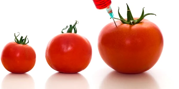 organism modificat genetic