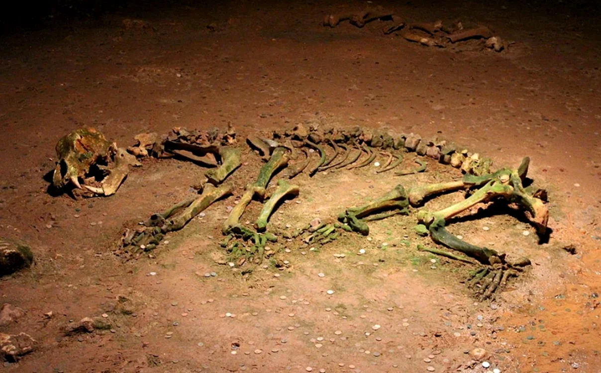 Scheletul unui urs de cavernă, găsit în Peștera Urșilor Sursa FOTO Wikipedia