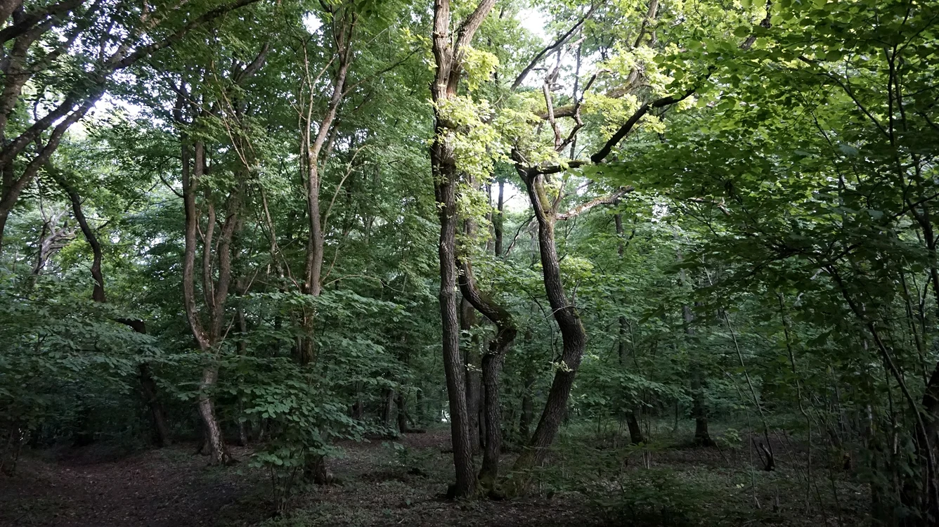 Există multe mistere în jurul pădurii Hoia-Baciu