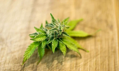 Cânepa medicinală – Istoria acestei plante utilizată ca medicament jpeg