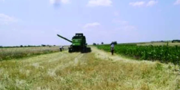 Evaziunea din panificaţie este de 75%. Executivul caută astăzi soluţii