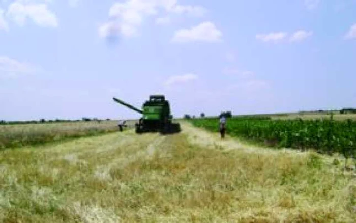 Evaziunea din panificaţie este de 75%. Executivul caută astăzi soluţii
